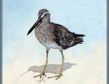 D50-AWE104-BR-Dowitcher. Bansemer, 