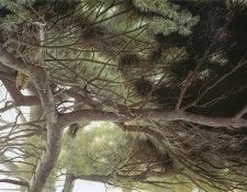 kb Bateman Up in the Pine. Bateman, 