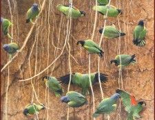 lrsRBB073BatemanRobert-ParrotsatClayBank. Bateman, 