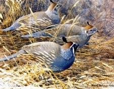 Birds 10 Covey of California Quail, 1993 Robert Bateman sqs. Bateman, 