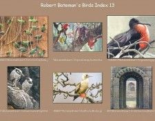 lrsrBatemanBirdsIdx13. Bateman, 