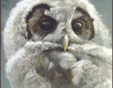 lrsRBB029BatemanRobert-SpottedOwl. Bateman, 