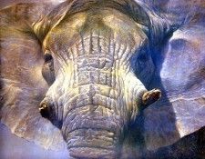 Safari 01 The Matriarch Robert Bateman sqs. Bateman, 