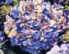 Cindy Barratt - Hydrangea Blues III, De. , 