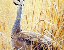 Birds 67 White-Bellied Bustard, 2001 Robert Bateman sqs. Bateman, 