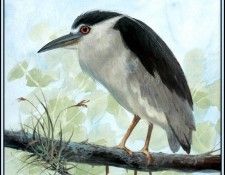 D50-AWE059-RB-Black Crowned Night Heron 1. Bansemer, 