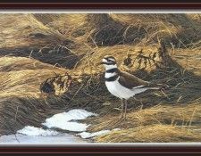 We SnF 008 BatemanR SpringThaw--Killdeer. Bateman, 