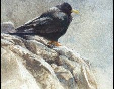 lrsRBB083BatemanRobert-AlpineChough. Bateman, 