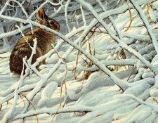 Bateman, Robert - In the Briar Patch - Cottontail (end. Bateman, 