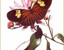 PO PButBr 31 Heliconius Erato. Brenders, 