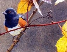 Birds 08 Spotted Towhee on Briar, 2001 Robert Bateman sqs. Bateman, 