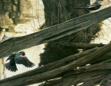 kb Bateman Red winged Blackbirds and Rail Fence det. Bateman, 