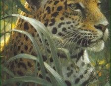 lrsBatemanRobert-SpottedJaguar(det). Bateman, 