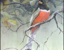 lrsRBB037BatemanRobert-Trogon. Bateman, 