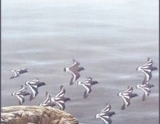 lrsRBB015BatemanRobert-BlackTurnstone-det. Bateman, 