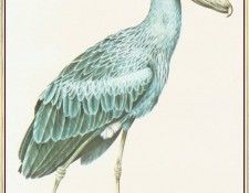 BarrettPeter ShoebillStorkorWhalehead-We. , 