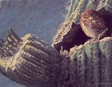 lrsBatemanRobert-ElfOwl. Bateman, 