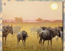 ZaneScans RB Safari SWD 021. Bateman, 