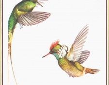BarrettPeter Hummingbirds-We. , 