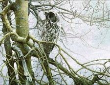 Imufy WWSA AS Bateman 04 Great Gray Owl. Bateman, 