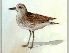 D50-AWE115-BR-Black Bellied Plover 2. Bansemer, 