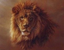 lrs Baughan Kalon African Lion2. Baughan, 