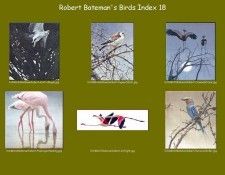lrsrBatemanBirdsIdx18. Bateman, 