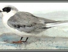 D50-AWE140-RB-Forsters Tern(Winter). Bansemer, 