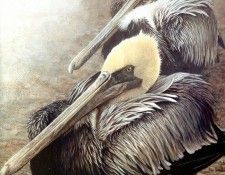 Birds 52 Brown Pelicans, 2001 Robert Bateman sqs. Bateman, 