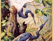 BasilEde-LouisianaHeron (sj-art297).  