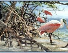 D50-AWE133-RB-Spoonbill 4. Bansemer, 
