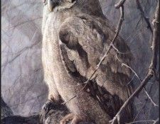 lrsRBB101BatemanRobert-VerreauxsEagleOwl. Bateman, 