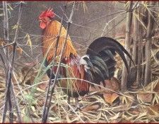 lrsRBB095BatemanRobert-RedJungleFowl. Bateman, 