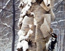 Birds 45 Hairy Woodpecker and Birch, 2001 Robert Bateman sqs. Bateman, 