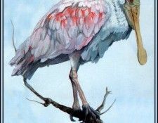 D50-AWE131-BR-Spoonbill 2. Bansemer, 