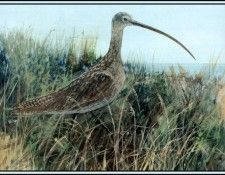 D50-AWE111-RB-Long Billed Curlew. Bansemer, 