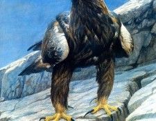 Birds 19 Golden Eagle in the Rockies, 2001 Robert Bateman sqs. Bateman, 