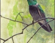 lrsRBB038BatemanRobert-BroadbilledHummingbird. Bateman, 