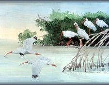 D50-AWE073-RB-White Ibis 5. Bansemer, 