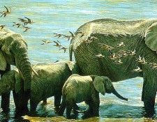 Safari 16 Elephants Robert Bateman sqs. Bateman, 