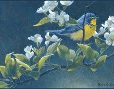 lrsRBB040BatemanRobert-CanadaWarbler. Bateman, 