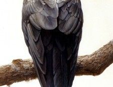 Birds 20 Lone Raven, 2001 Robert Bateman sqs. Bateman, 