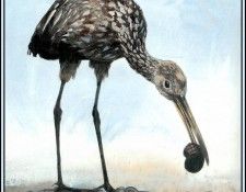 D50-AWE079-RB-Limpkin 1. Bansemer, 