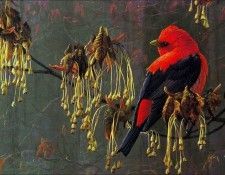 Imufy WWSA AS Bateman 01 Scarlet Tanager. Bateman, 