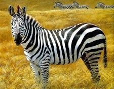 Safari 11 Zebra Robert Bateman sqs. Bateman, 