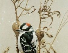 kb Bateman Downy Woodpecker. Bateman, 