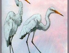 D50-AWE021-BR-Great Egret 3. Bansemer, 