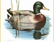 PO pbb 08 Canard colvert. Brenders, 