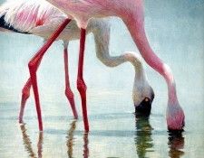 Birds 71 Flamingos Feeding, 2001 Robert Bateman sqs. Bateman, 