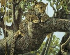 lrsBatemanRobert-LeopardinSausageTree. Bateman, 